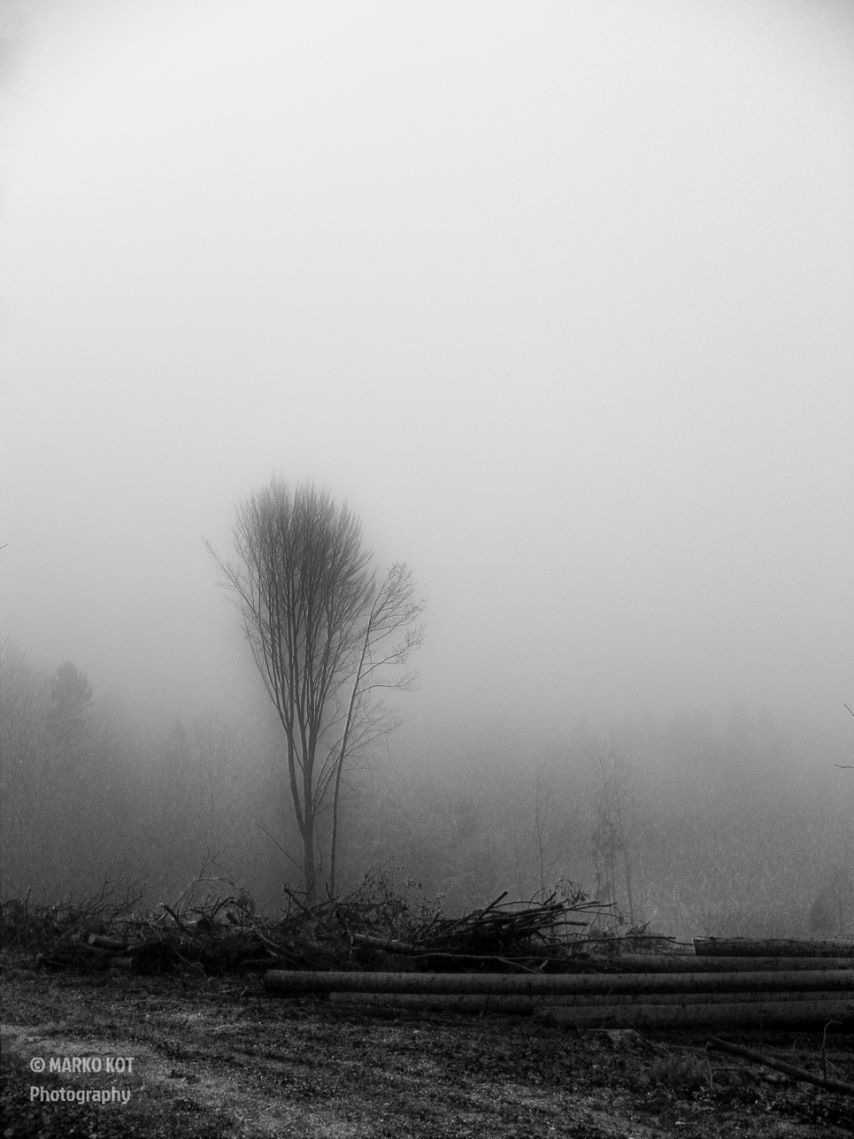 Alone In The Fog