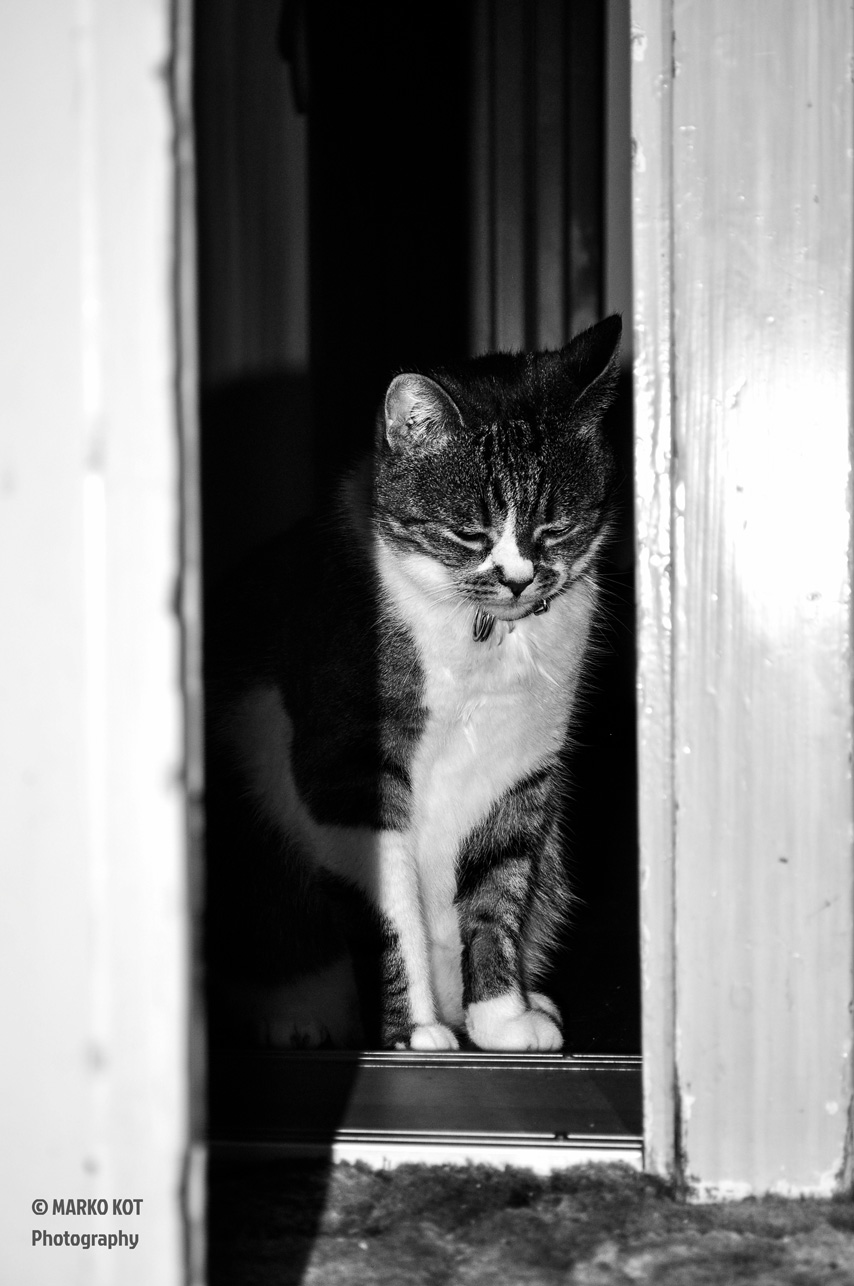 Cat At The Door