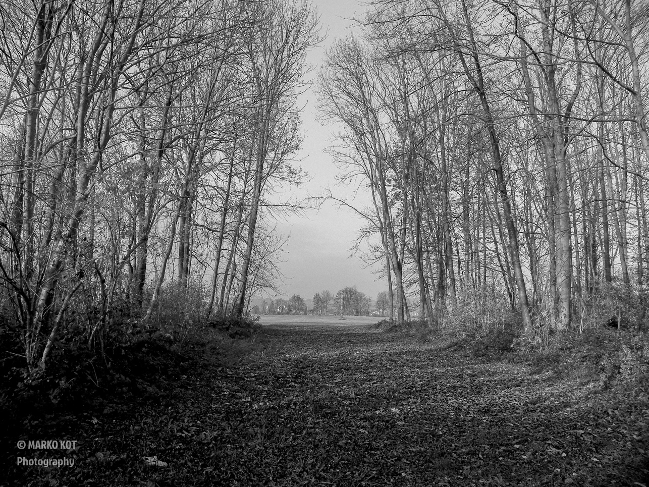 Forest Path