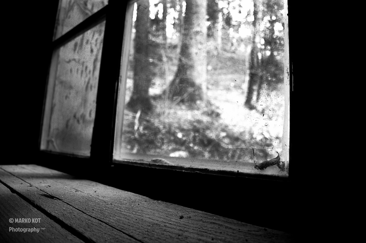 Forest Window